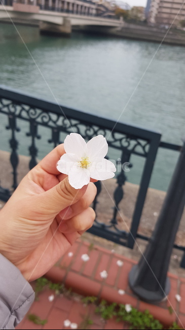 꽃,흰꽃,강,봄,flower,river,꽃잎,손
