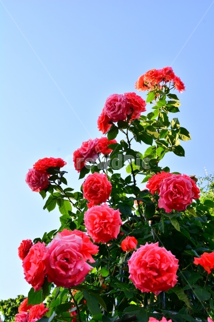 장미,로즈,ROSE,우아한,화려한,향기,향수,화장품,코스메틱,봄꽃,식물,시안,광고,디자인,디자이너,사보,카다로그,뉴스레터,브로셔,리플렛,잡지,홍보,마케팅,전단,출판,편집,sns,ebook,배경,화초,초록,녹색,green,5월의여왕,가시,엘레강스,장미원,장미축제,정원,가든,앞뜰,화단,공원,FLOWERS,GREEN,축제,나들이,5월,꽃잎,꽃송이,나무꽃,SPRING,PARK,빨강색꽃,레드,RED,하늘,식물,자연,plants,nature,꽃,flower
