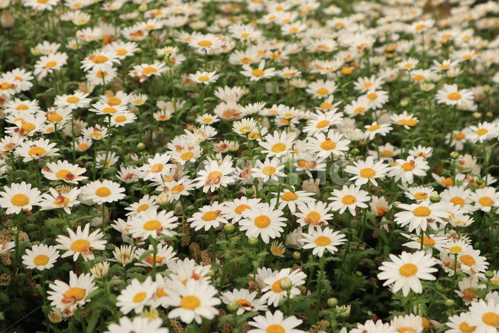 들꽃,흰색,꽃,봄,풀,자연,spring,white,flower