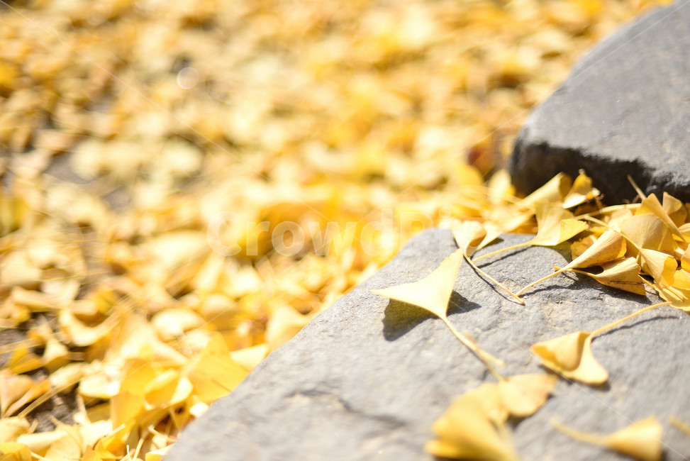 은행나무,단풍,식물,나뭇잎,노랑,가을,계절,fall,autumn,season