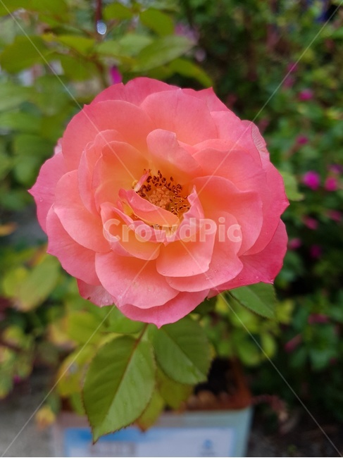 blossom,flower,꽃,plant,분홍색,분홍꽃,식물,식물,자연,plants,nature,꽃,flower