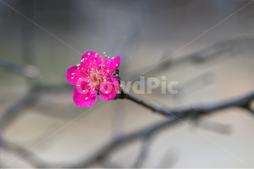 flower,꽃,홍매화,봄,spring,매화,자연,봄,계절,spring,season
