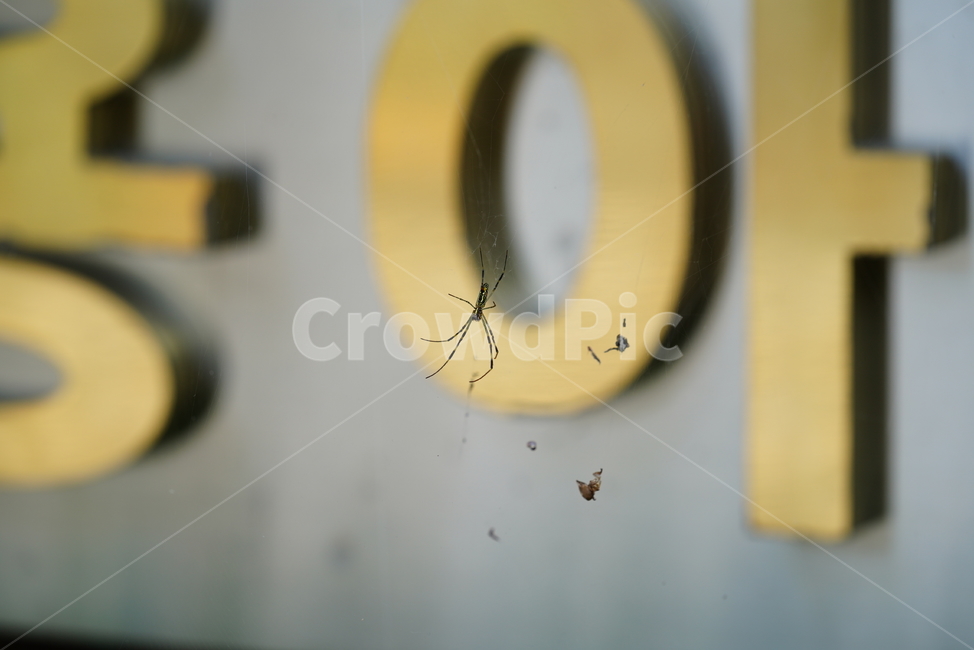 거미,벌레,곤충,동물,생물,생명,곤충,벌레,insect,bug