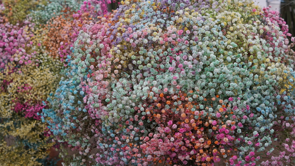 안개꽃,꽃,안개,알록달록,flower,플라워