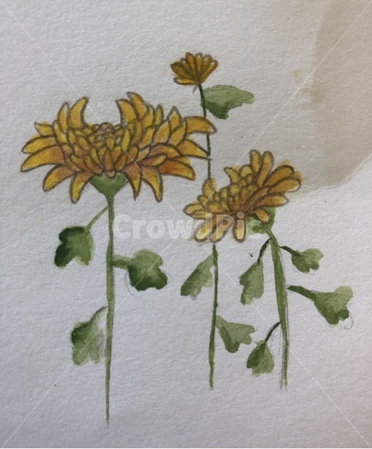 식물,leaf,국화꽃,꽃그림,plant
