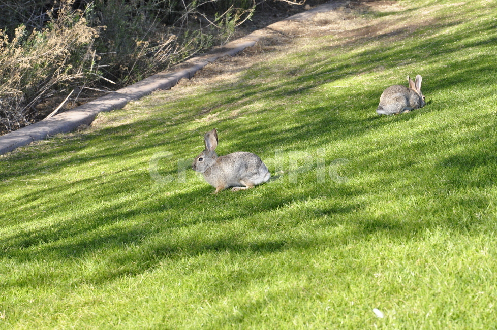 잔디,평화,토끼,설치류,동물,animal,wallaby