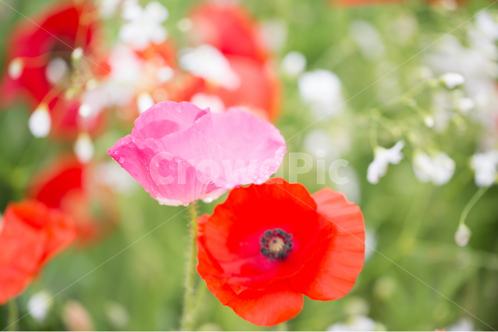 꽃,양귀비,봄,빗방울,붉은꽃,식물,자연,plants,nature,꽃,flower
