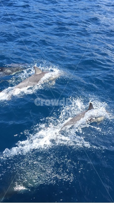 animal,돌고래,dolphin,바다,수영,swim
