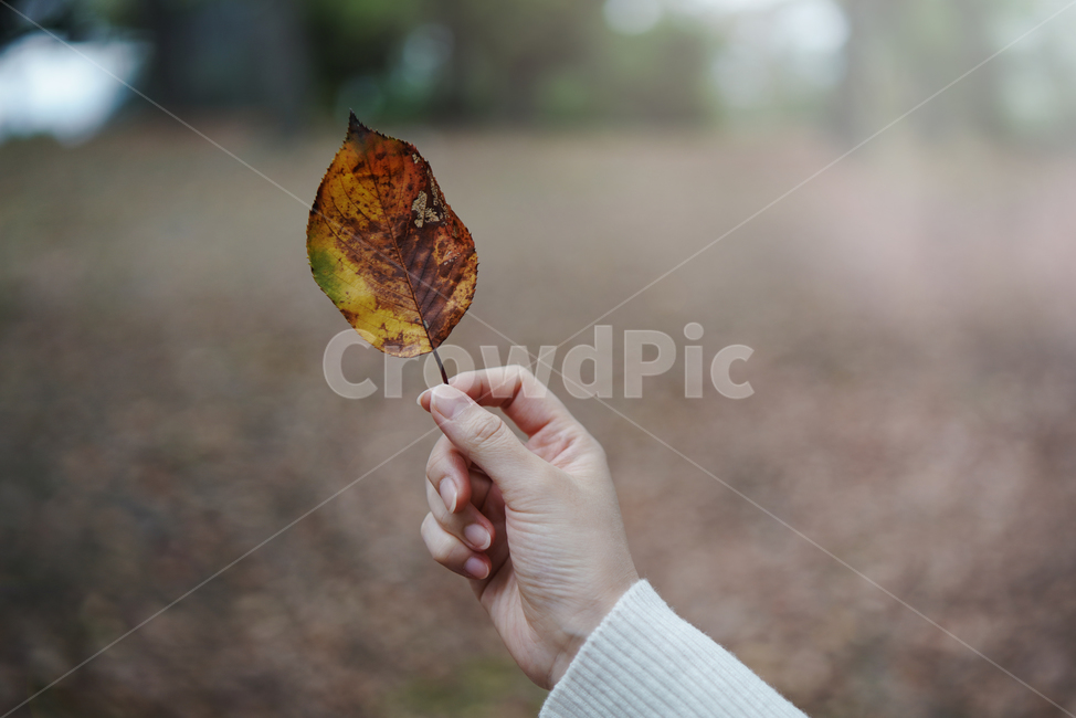 가을,낙엽,잎,손,단풍,감성사진,계절,사계저절,fall,autumn,season,leaf,가을,계절,fall,autumn,season,plant,식물
