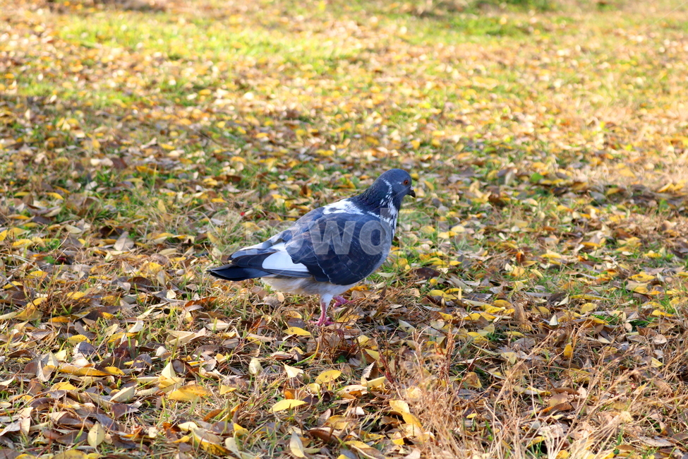 비둘기,새,조류,동물,낙엽,풀밭,풀,가을,가을,계절,fall,autumn,season,동물,animal,조류,새,birds,bird