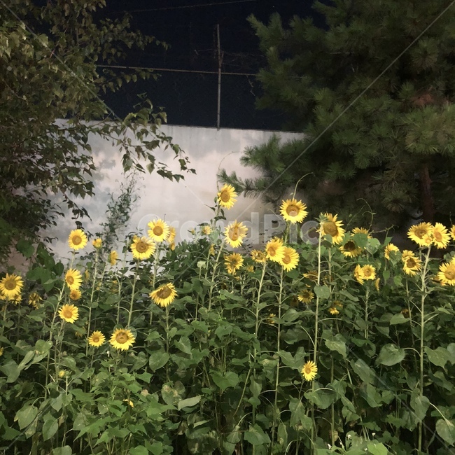해바라기,꽃,플라워,노란꽃,여름,가을,계절,감성,순정