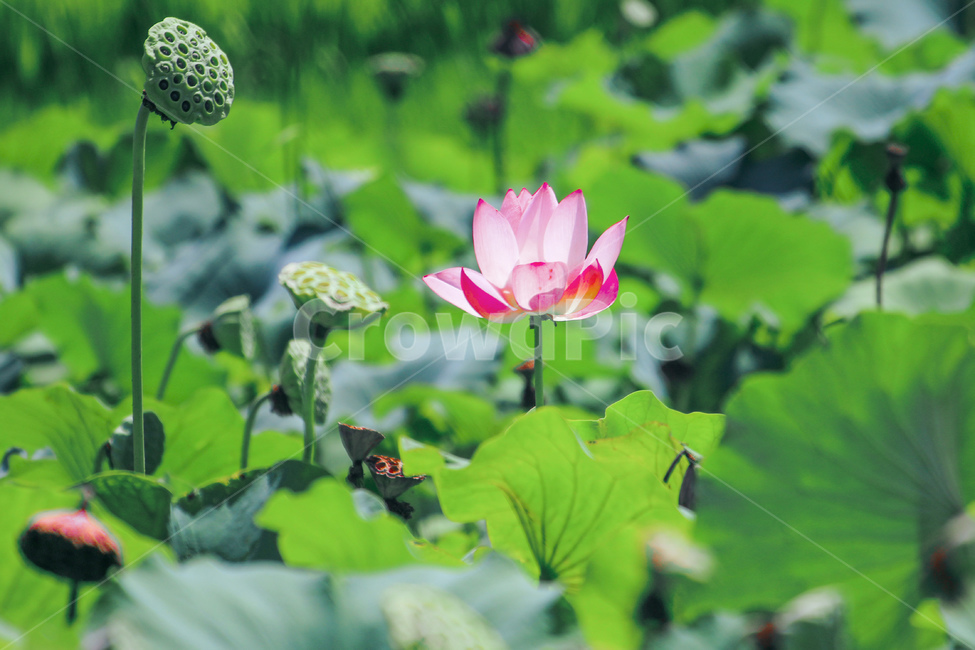 연꽃,여름,초록색,꽃,flower,식물,자연,plants,nature,꽃,flower