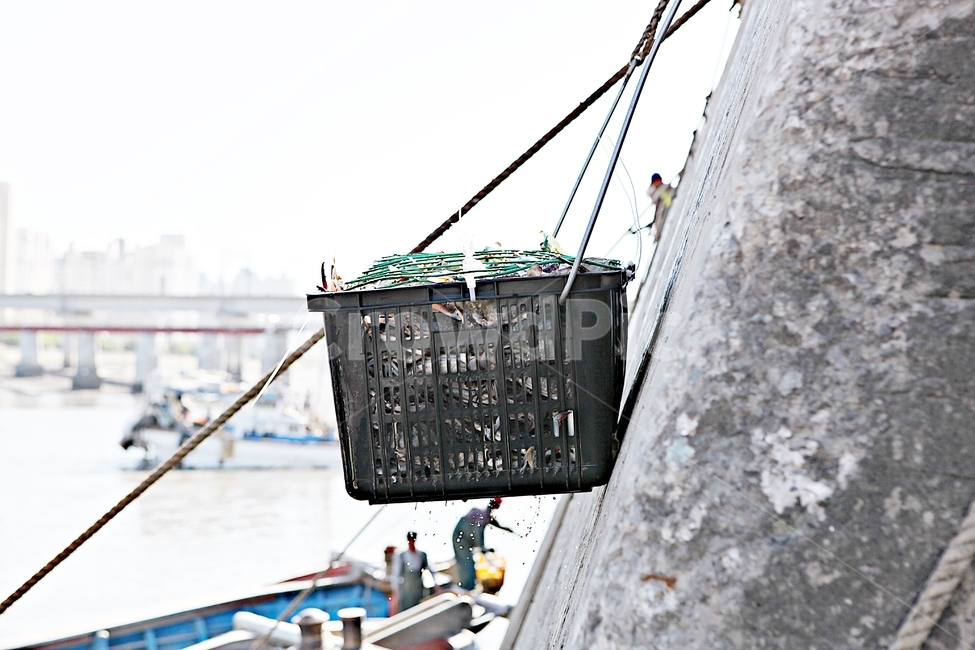 꽃게,게,먹거리,음식,요리,식재료,광주리,각우,어업,fishery,fishing industry