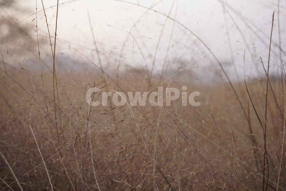 가을,핑크물리,경주,풍경,가을스타그램,가을,계절,fall,autumn,season,식물,자연,plants,nature,감성,sensible,feeling