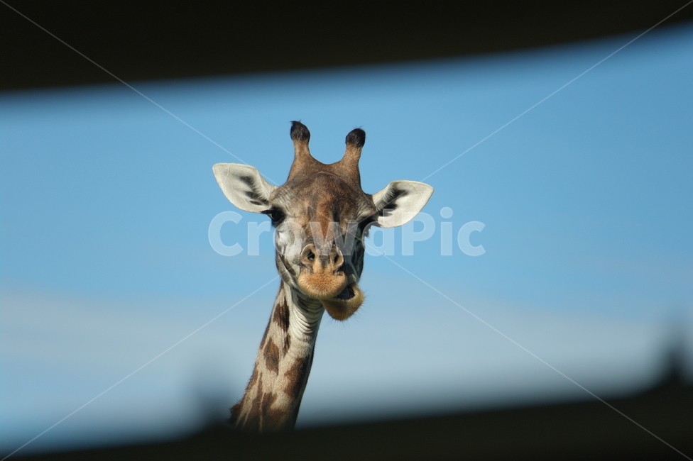 케냐,사파리,기린,아프리카,초원,동물,animal,포유류,mammal