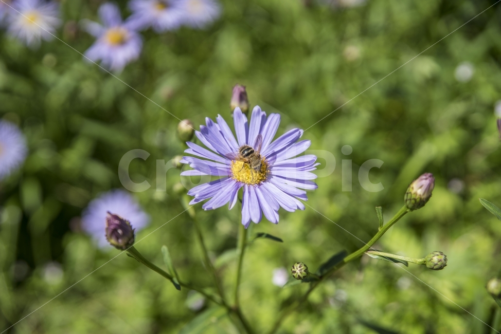 꽃,식물,곤충,벌,봄,식물,자연,plants,nature,꽃,flower,동물,animal,곤충,벌레,insect,bug