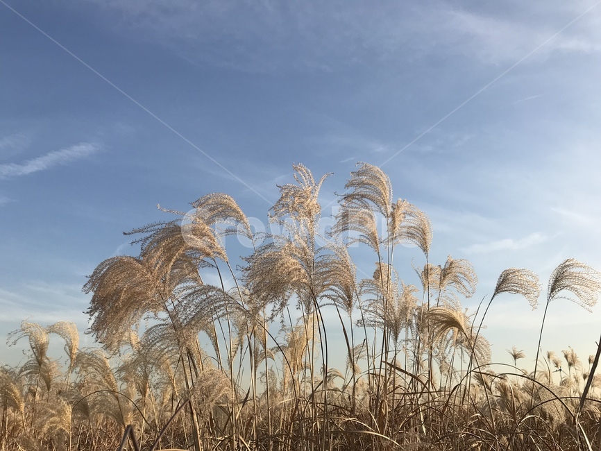 갈대,가을,갈대밭,감성,자연,하늘,자연,풍경,nature,landscape,grass,잔디,plant,식물,lawn