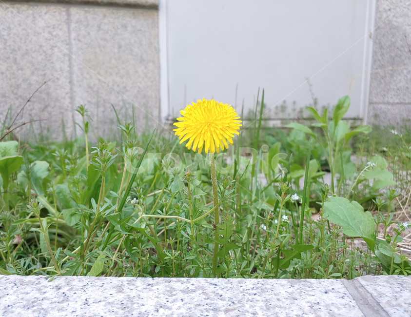 민들레,꽃,노란색,노랑,식물,생명,green,yellow,dandelion,plant,초록,뜰,풀,flower,creature,nature,자연,outdoors,옥외,귀여움,작은,싱그러움,상쾌함