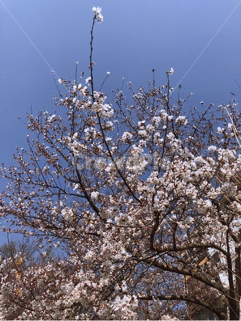 꽃,벚꽃,봄,자연,나무