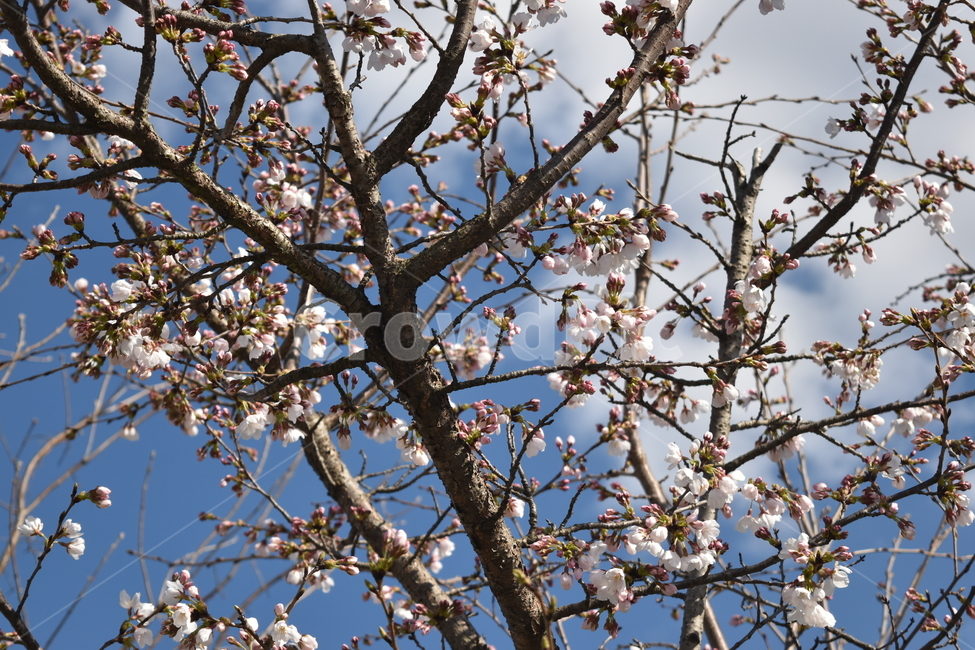 plant,cherryblossom,blossom,flower,식물,벚꽃,꽃,봄,봄꽃,spring,springblossom,season,korea,southkorea,봄,계절,spring,season,cherry blossom