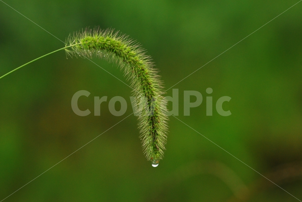 강아지풀,이슬,아침,들풀,아침이슬,식물,자연,plants,nature