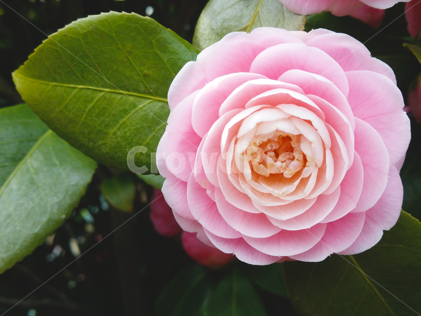 분홍꽃,분홍동백,동백꽃,camelliaflower,pinkcamelliaflower,꽃,flower,pinkflower,식물,자연,plants,nature,꽃,flower
