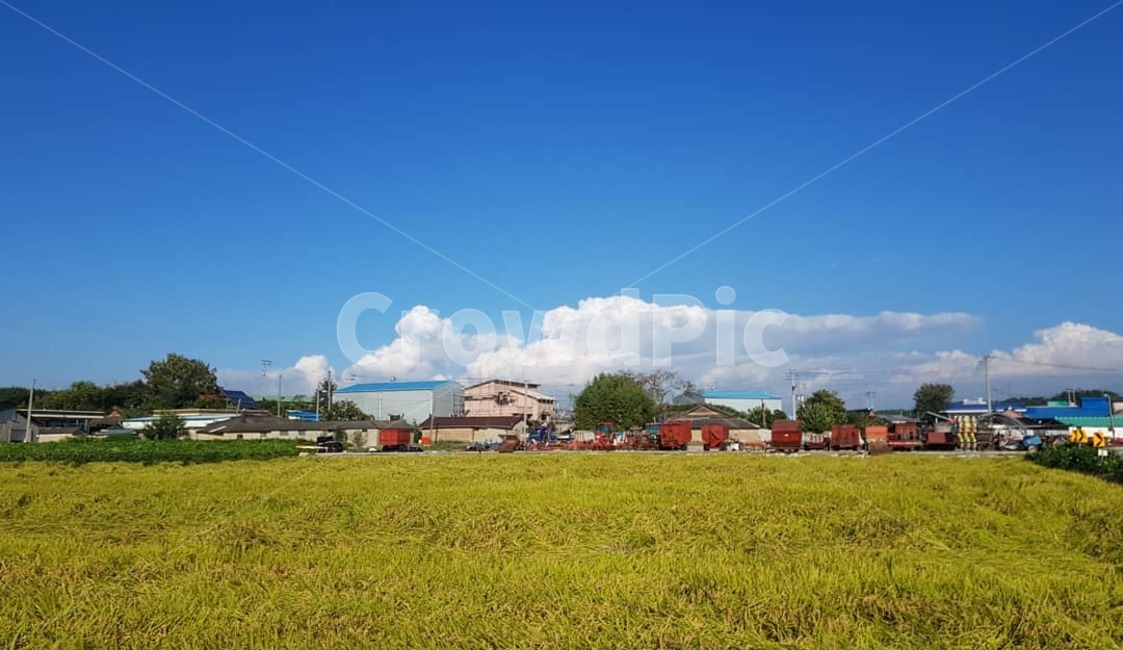 nature,자연,outdoors,옥외,field,들,grassland,목초지,김제,벼,가을,fall,시골,마을,풍경,landscape,country,rural,town