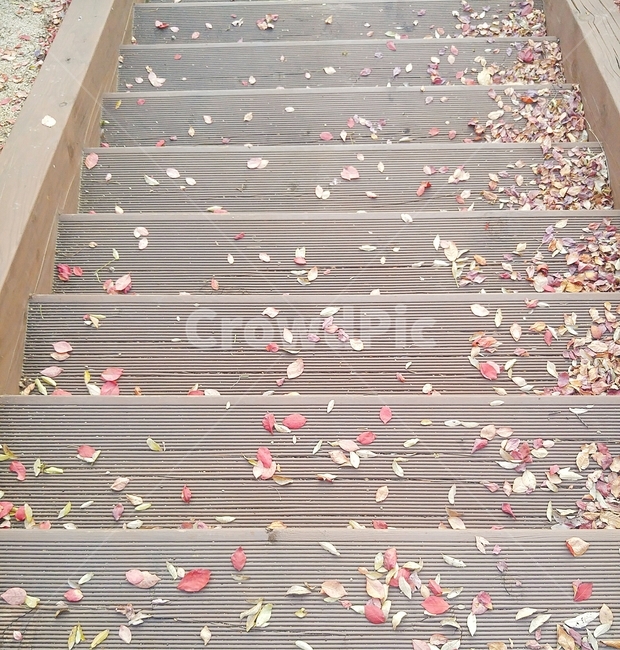 낙엽,가을,계단,산책,나무,빨강,초록,갈색,fallenleaves,fall,stairs,walk,tree,red,green