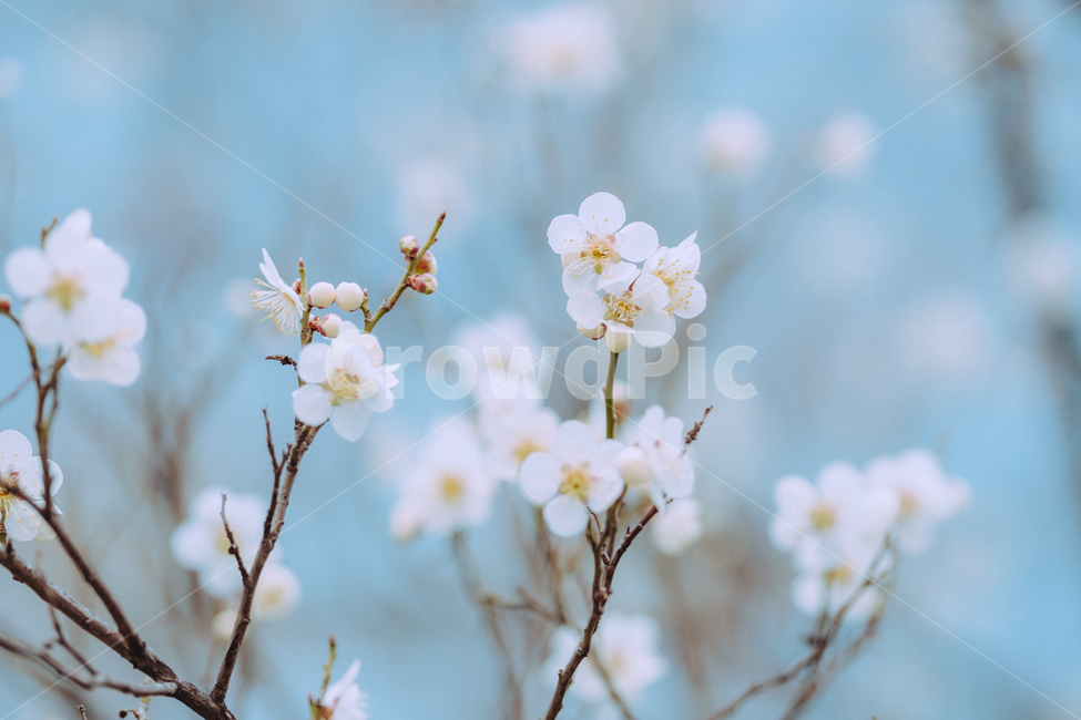 벚꽃,봄꽃,벚나무,봄,스프링,spring,봄나무,따뜻한,꽃,봄,계절,spring,season,식물,자연,plants,nature,꽃,flower,plant