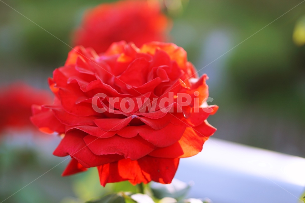 장미,꽃,축제,들,빛,햇살,빨강,야외,식물,자연,plants,nature,꽃,flower