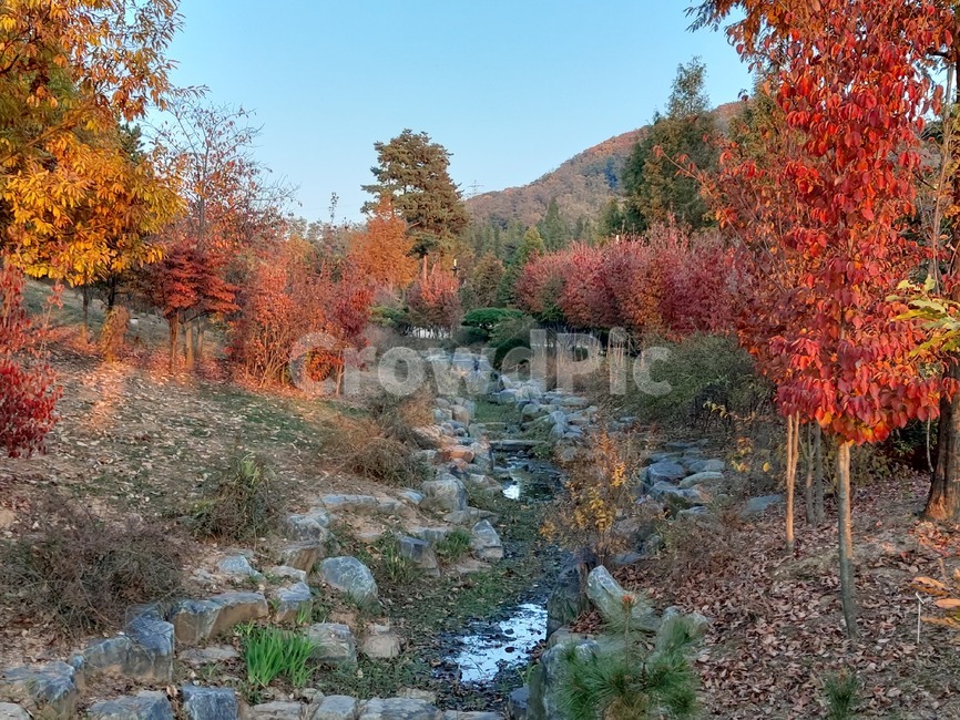 가을,옥외,식물,자연,autumn,outdoors,plant,nature,단풍,계곡