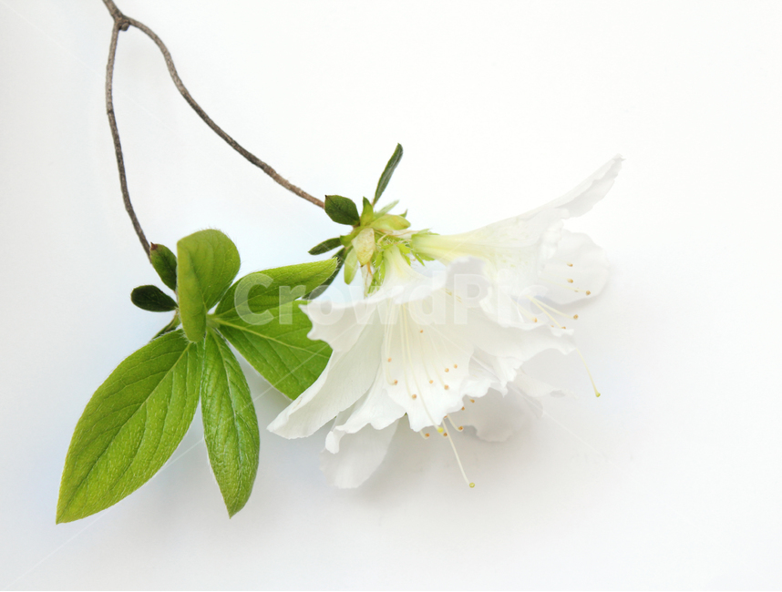 azaleas,azaleasflowers,closeup,decoration,detail,flower,fresh,green,leaf,leaves,macro,natural,nature,plant,royalazaleablossom,whiteazaleasflowers,철쭉,철쭉꽃,클로즈업,디테일,꽃,신선한,그린,녹색,잎,나뭇잎,잎사귀,자연,식물,플라워,흰색,화이트,흰배경,진달래,식물,자연,plants,nature,꽃,flower