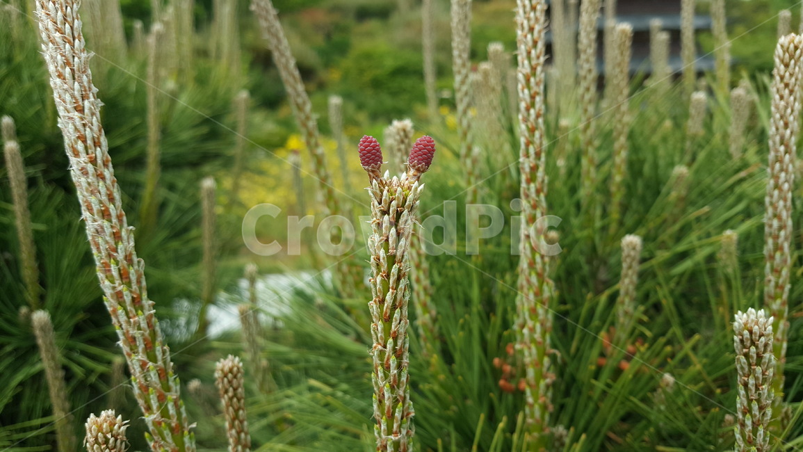 솔나무,여름,봄,식물,열매,봉우리,초록,가지치기,귀여운,아이,성장,pine,summer,spring,plants,berries,peaks,green,pruning,cute,child,growth,식물,자연,plants,nature