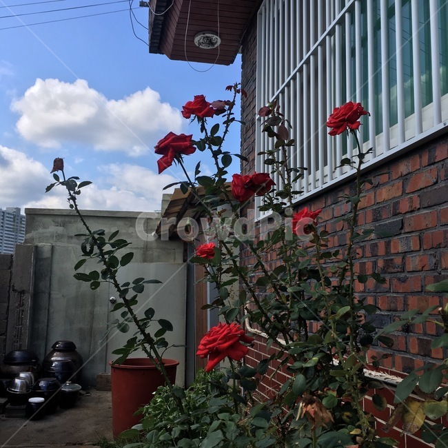 장미,하늘,구름,감성,주택