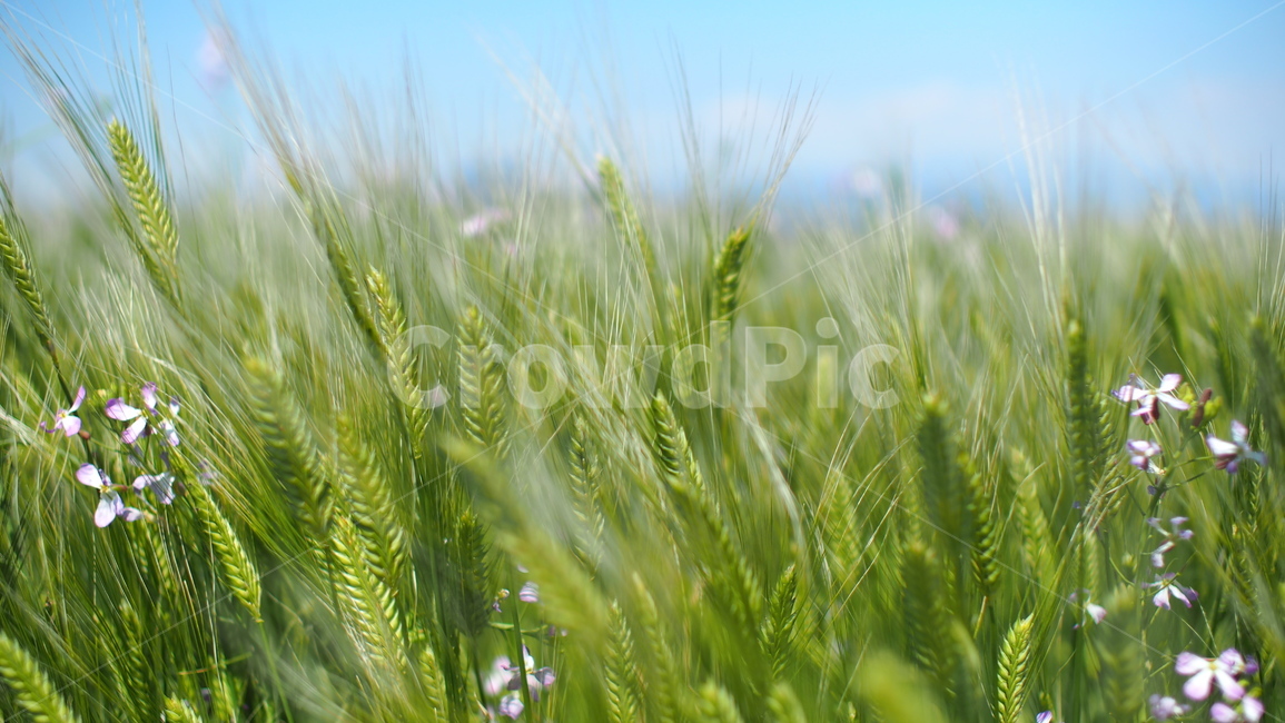 제주도,가파도,청보리밭,청보리,여름제주도,섬,자연,풍경,nature,landscape,grass,잔디,plant,식물,vegetation,초목