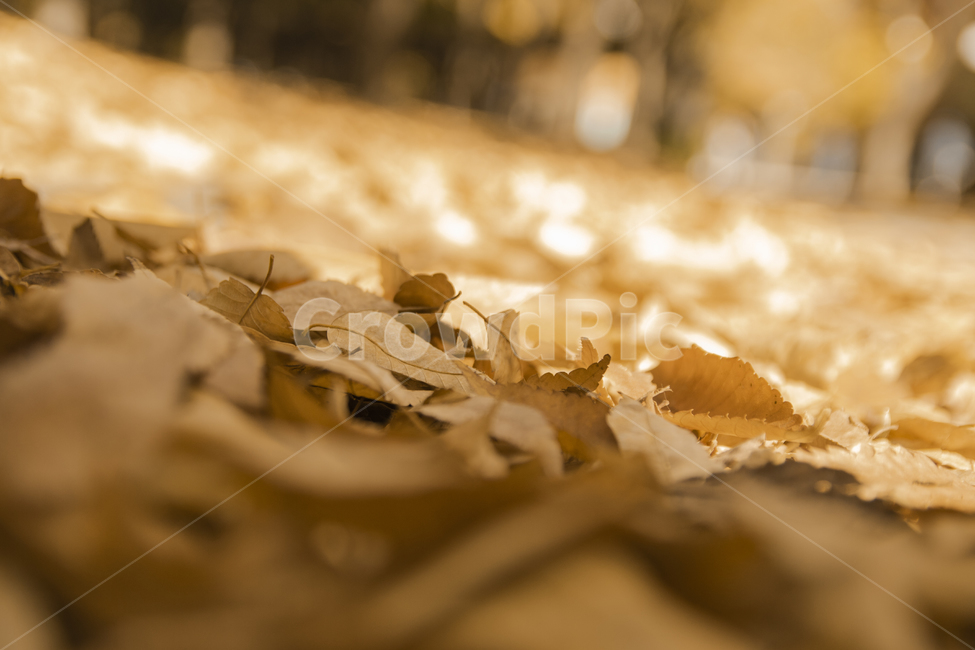 가을,낙엽,따듯함,늦가을,초가을,가을,계절,fall,autumn,season,감성,sensible,feeling,leaf,잎,plant,식물