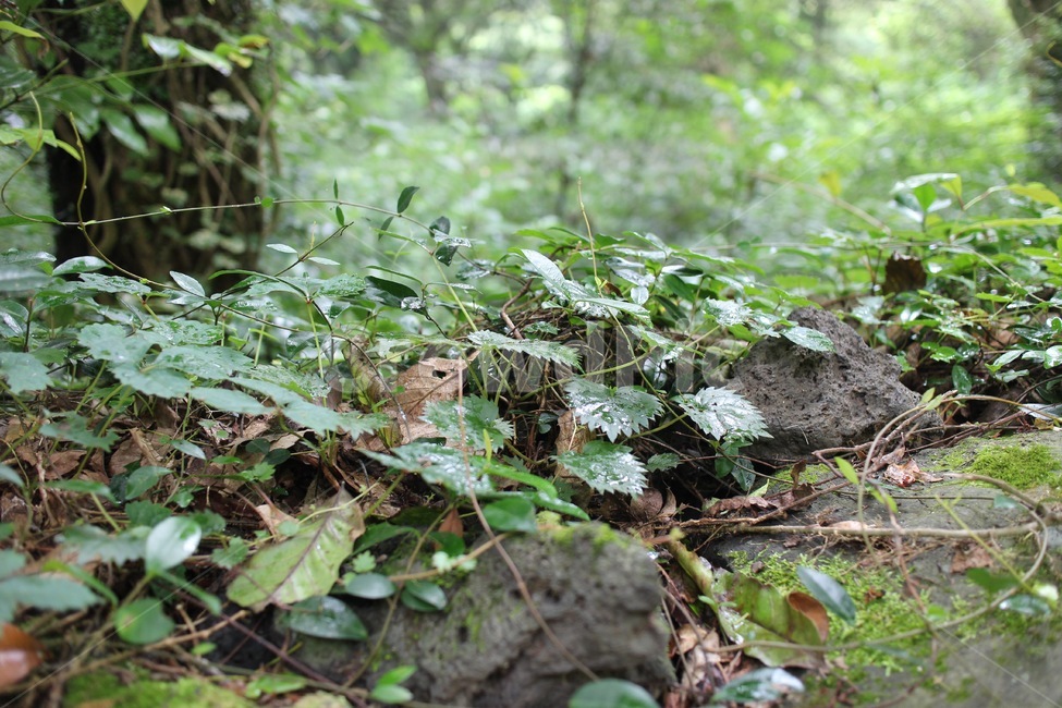돌담,현무암,덩쿨식물,비자림,제주도,식물,자연,plants,nature