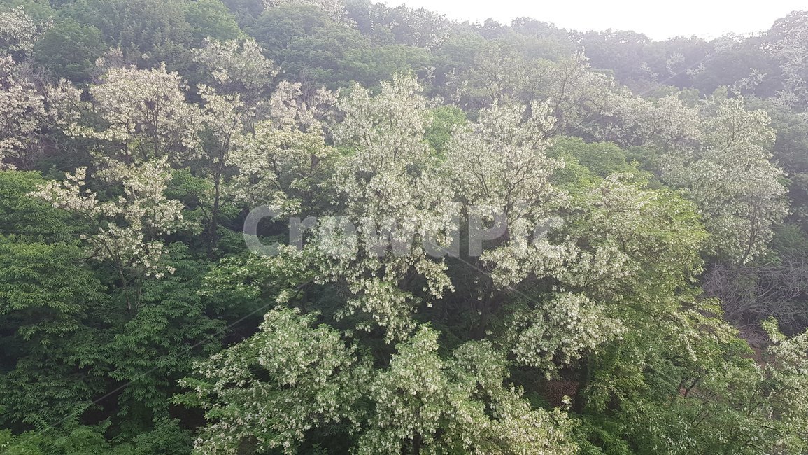 숲,봄,아카시아꽃,배경화면,자연