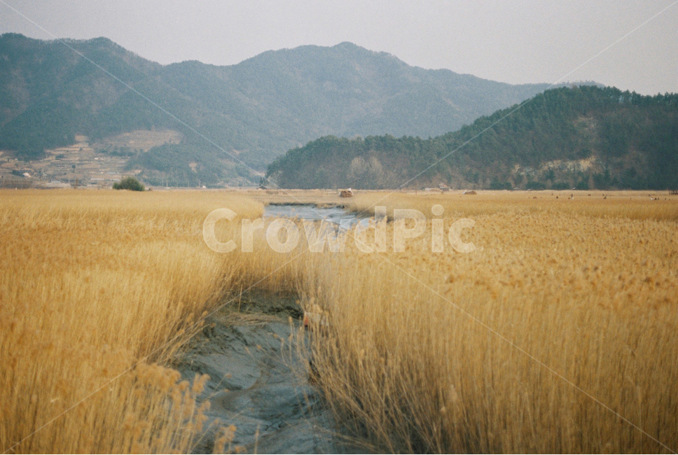 순천만습지,갈대밭,전망대,필름카메라,노을,film,하늘,겨울,landscape,풍경,경관,구름,cloudy,습지