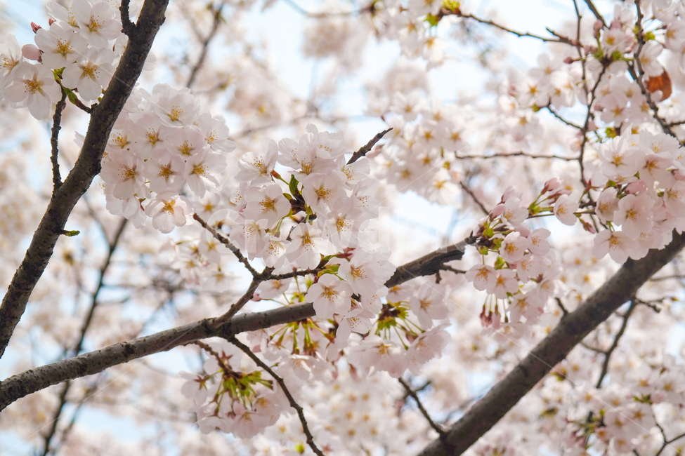 벚꽃,plant,식물,flower,꽃,blossom,cherryblossom,사쿠라,봄,자연,nature,나무,핑크,개화,하늘,wood,봄꽃,분홍,감성,spring,봄,계절,spring,season