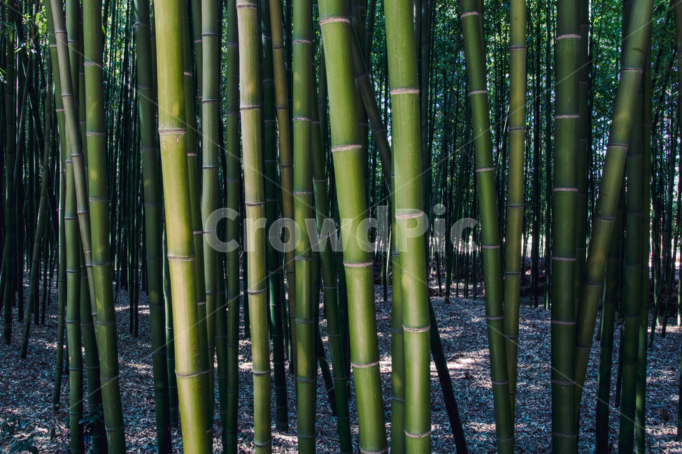 대나무,뱀부,공원,봄,산책,bamboo,park,tree,woods,식물,자연,plants,nature,나무,trees,wood