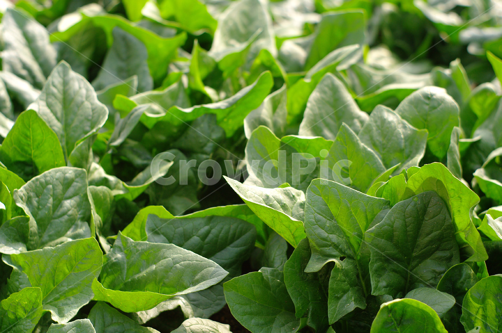 시금치,시금치재배,시금치농사,시금치밭,채소,야채,농업,농사,agriculture,farming,farming industry