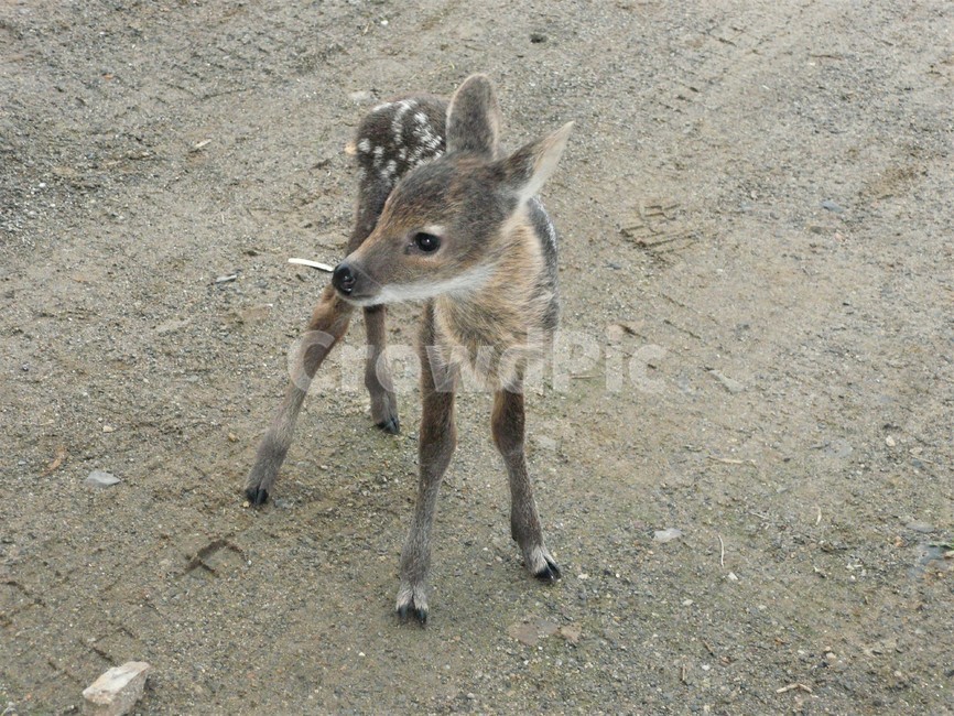 고라니새끼,고라니,사슴과,포유동물,야생동물,자연,동물,animal,포유류,mammal
