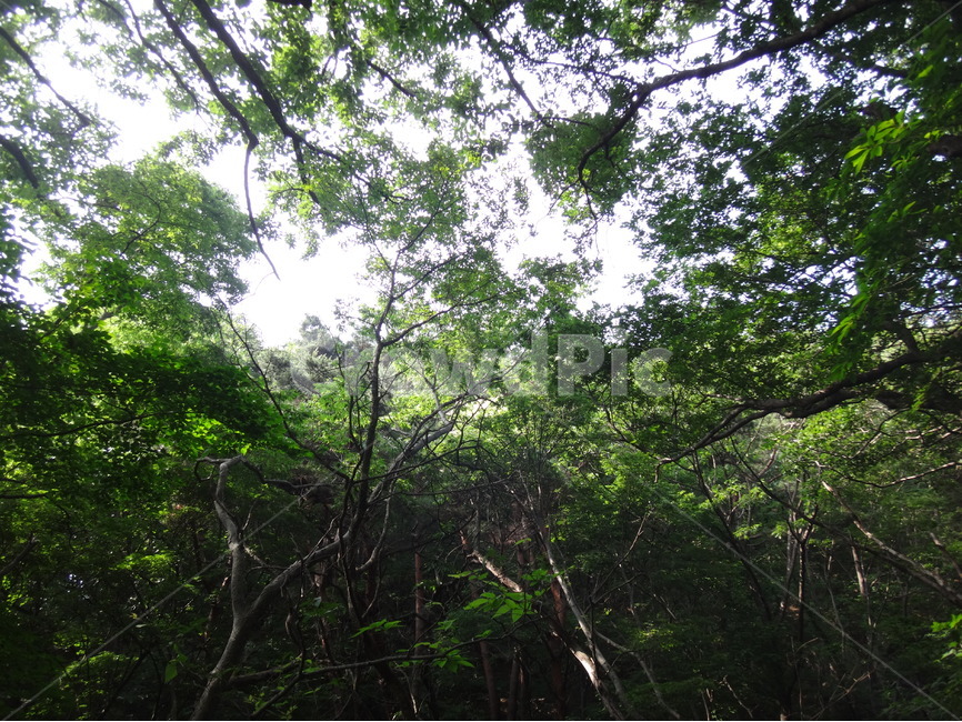 숲속,산속,하늘,나무,햇살,자연,풍경,nature,landscape,vegetation,초목,plant,식물,land,땅,outdoors,옥외,tree,rainforest,열대 우림,jungle,밀림