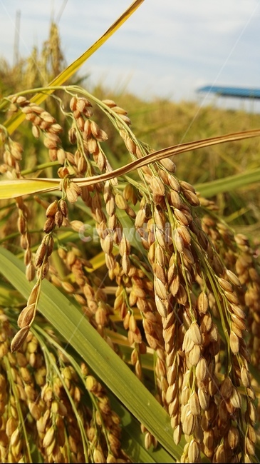 벼이삭,벼,논,가을들판,토종벼,곡류,곡식,cereals,산업,industry,industrial,농업,농사,agriculture,farming,farming industry