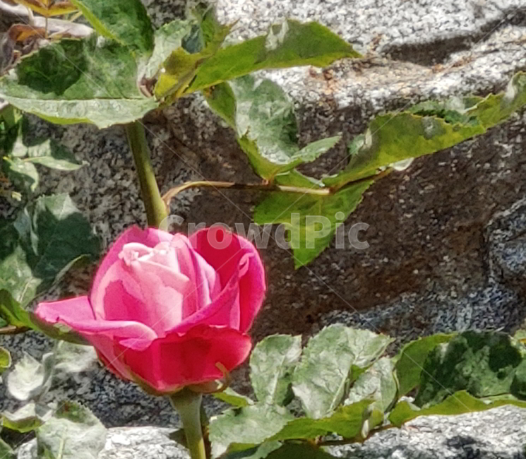 장미,봄꽃,식물,빨간장미,꽃,식물,자연,plants,nature,꽃,flower