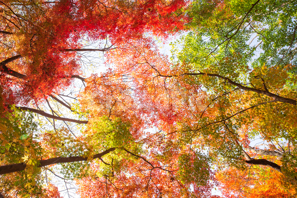 백양사,절,단풍,빛,가을,가을,계절,fall,autumn,season,tree,나무,plant,식물,maple,leaf,잎
