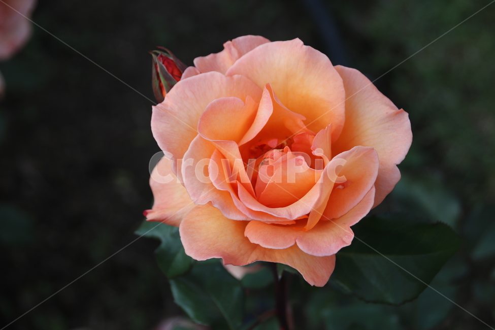 장미꽃,장미,꽃,자연,풍경,이곡장미공원,식물,자연,plants,nature,꽃,flower