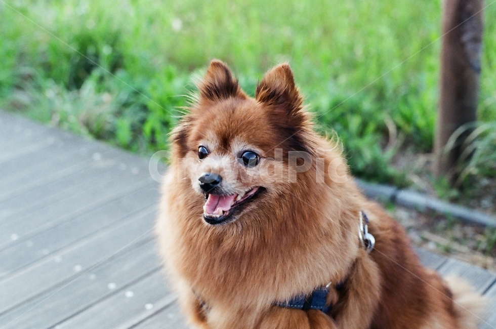 강아지,공원,갈색,포메리안,dog,동물,animal,포유류,mammal,개,강아지,dog,doggy
