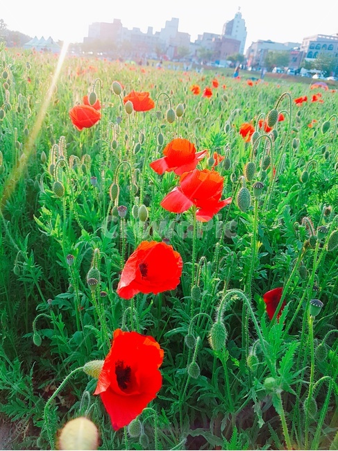 plant,식물,blossom,flower,꽃,풍경,풀,식물,자연,plants,nature,꽃,flower